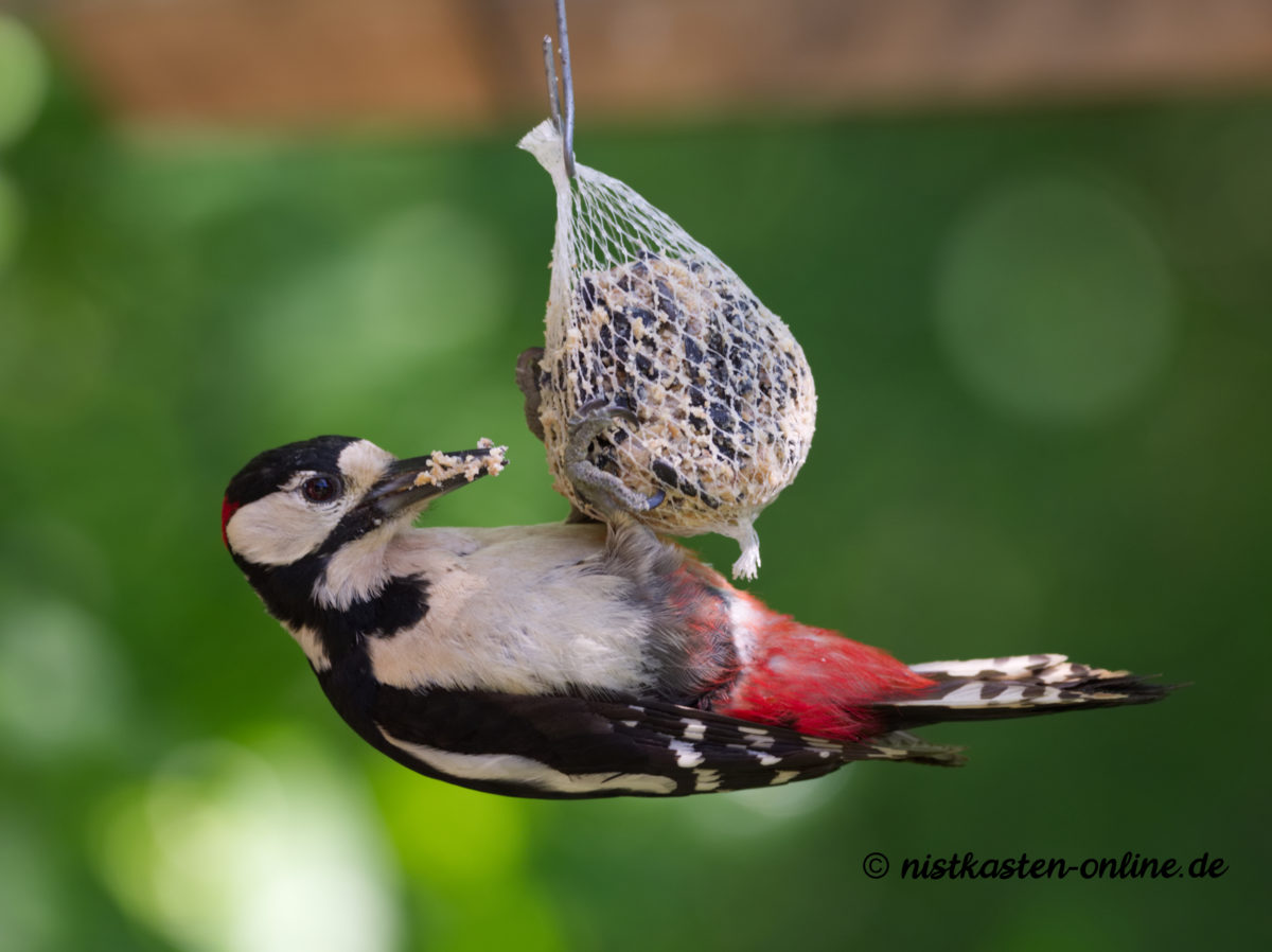 Unsere Gartenvögel: Der Buntspecht - Wildvögel, Fledermäuse, Igel und  Insekten