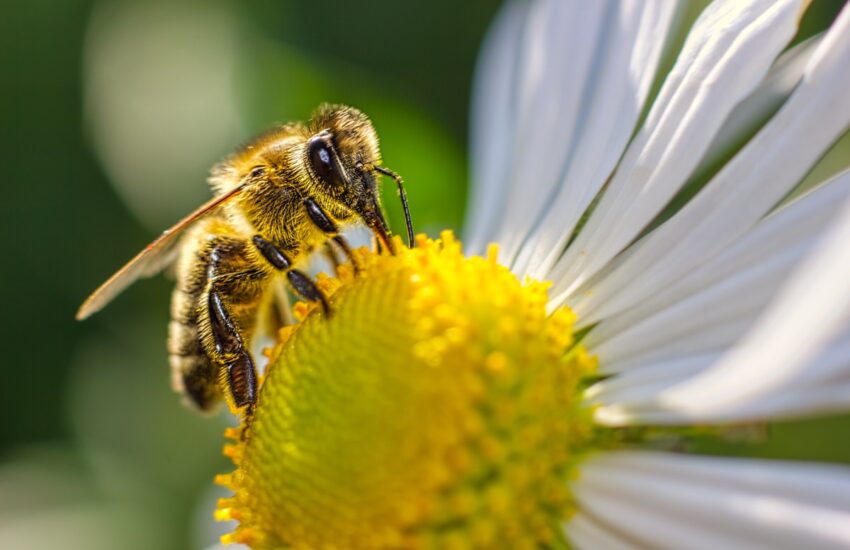 Eine Biene sammelt Blütenpollen auf einer Blüte