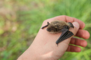 Kleine Fledermaus auf einer Hand