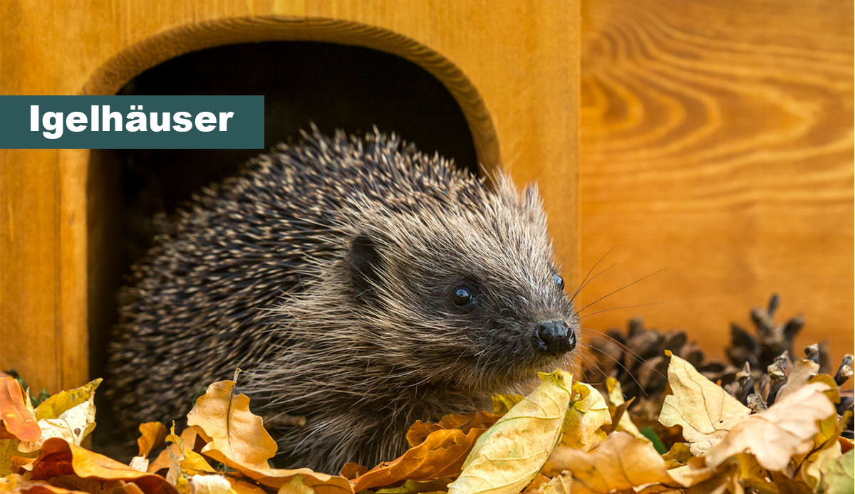 Ein Igel kommt aus einem Igelhaus