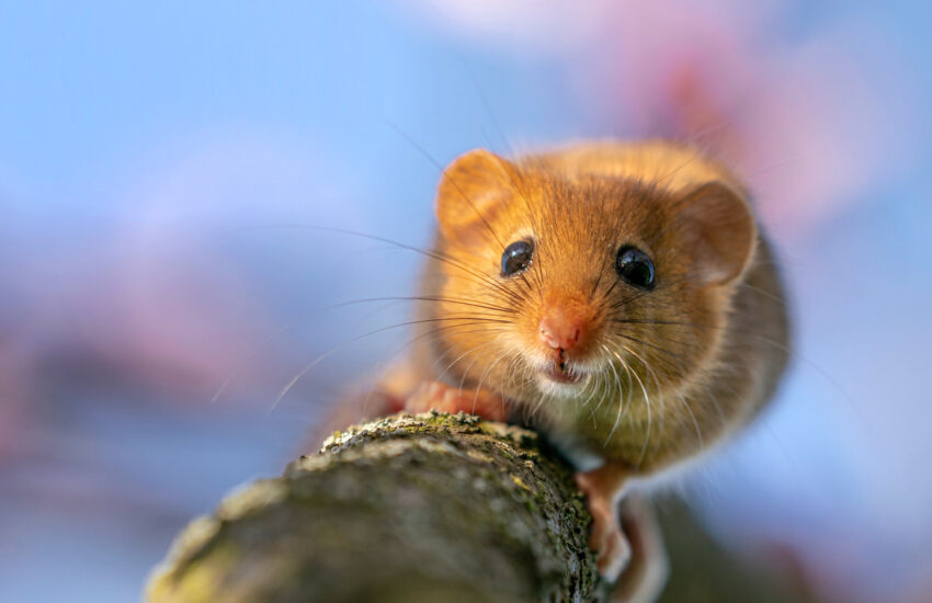 Eine Haselmaus (Gattung Bilche) sitzt auf einem Ast