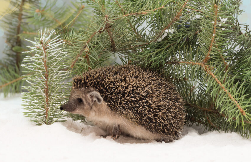 Igel im Schnee