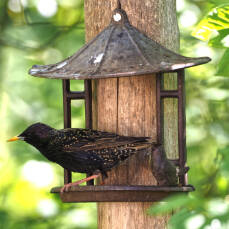 Vogelfutterhaus für Wandaufhängung