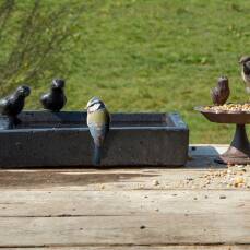 Vogeltränke Terrazzo - Quadratisch