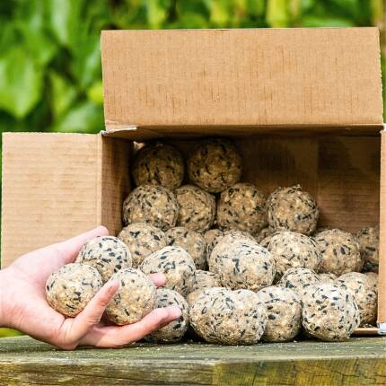 50 Meisenknödel mit Insekten