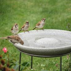 Vogeltränke Granicium