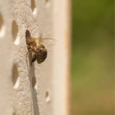 Wildbienenhaus CeraNatur