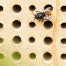 Wildbienenhaus CeraNatur